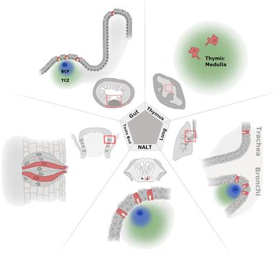 Deciphering the M-cell niche: insights from mouse models on how microfold cells “know” where they are needed